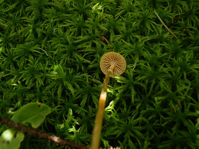 Galerina paludosa_6.jpg