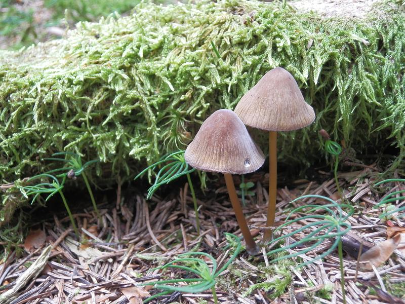 Mycena u._1.jpg
