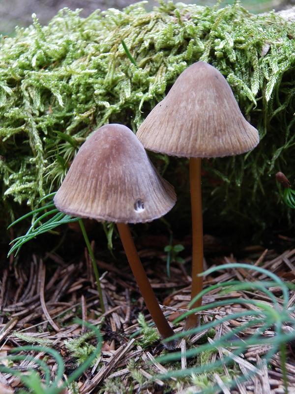 Mycena u._3.jpg