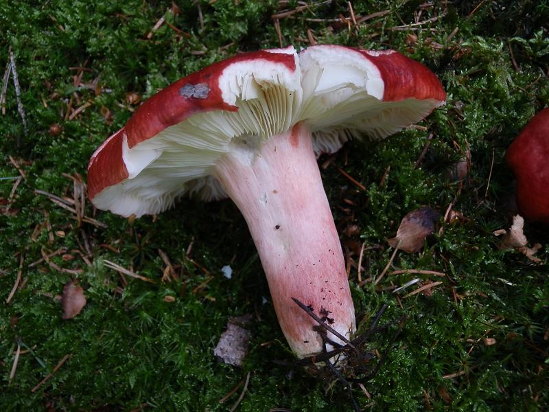 Russula sanguinea_1.jpg