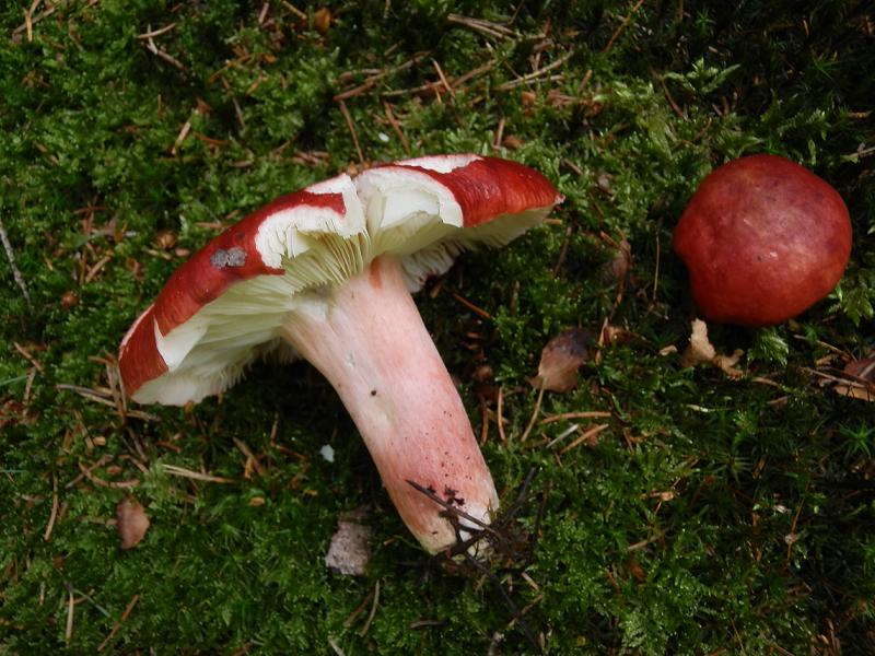 Russula sanguinea_2.jpg