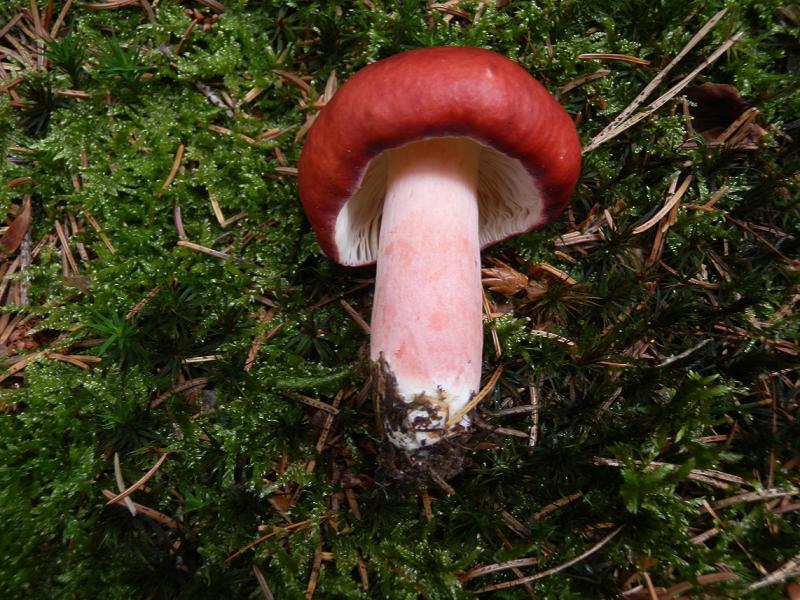 Russula sanguinea_3.jpg