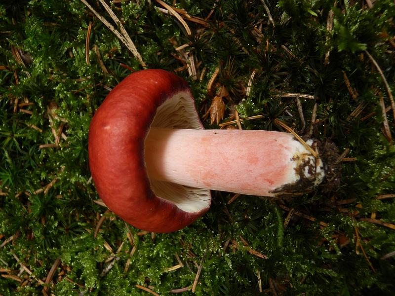 Russula sanguinea_4.jpg