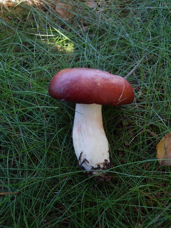 Russula paludosa_3.JPG