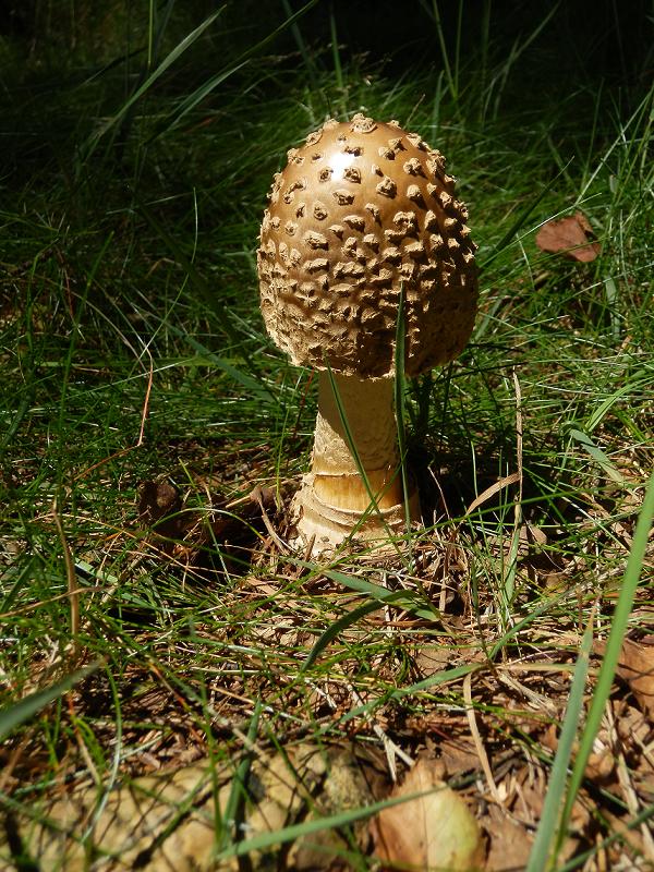Amanita regalis_1.JPG