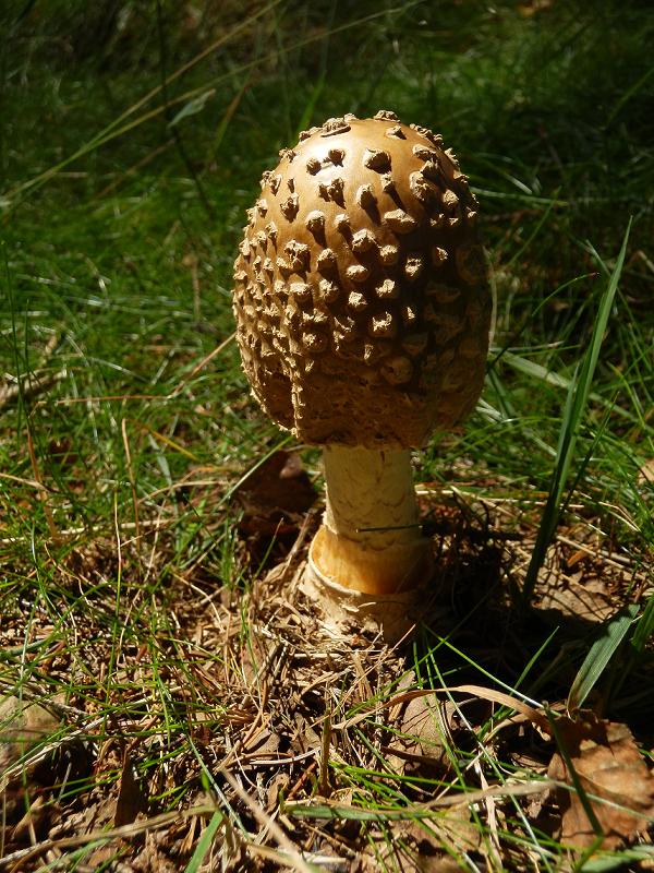 Amanita regalis_2.JPG