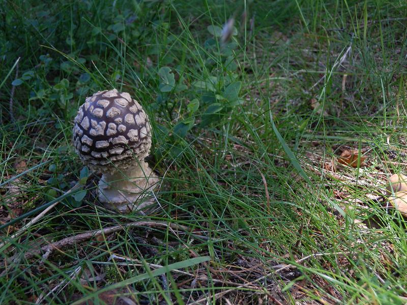 Amanita regalis_3.JPG