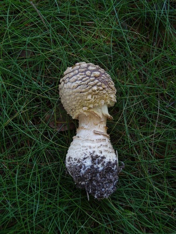 Amanita regalis_4.JPG