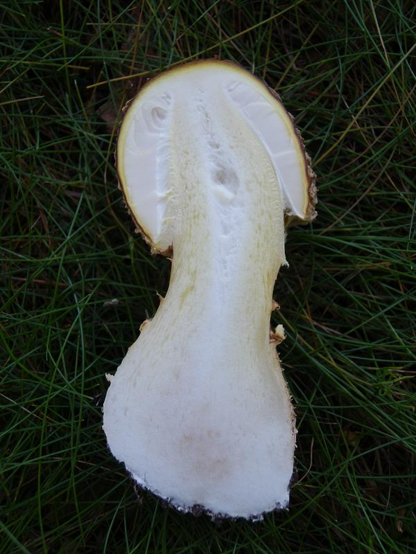 Amanita regalis_5.JPG