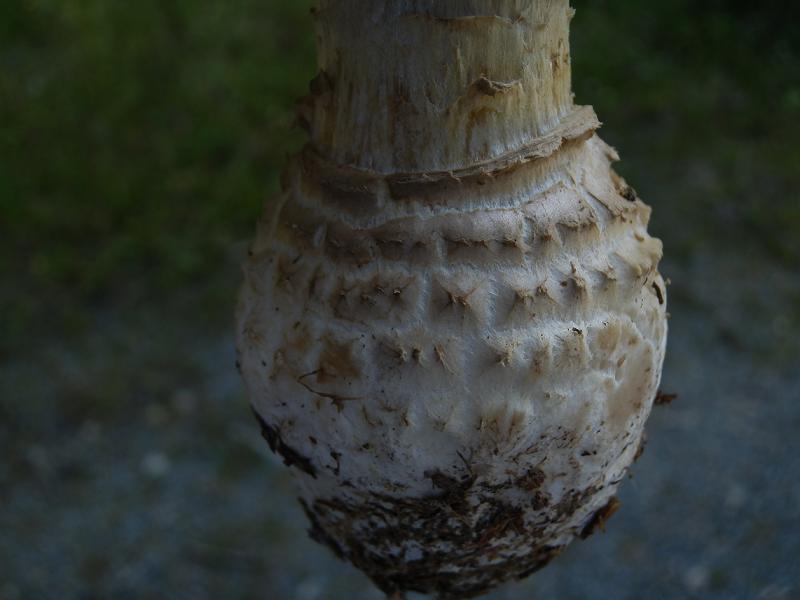 Amanita regalis_7.JPG