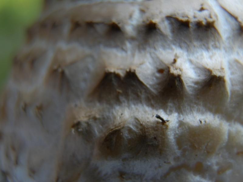 Amanita regalis_9.JPG