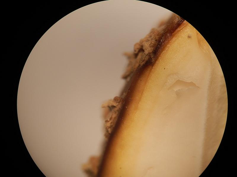 Amanita regalis_10.JPG