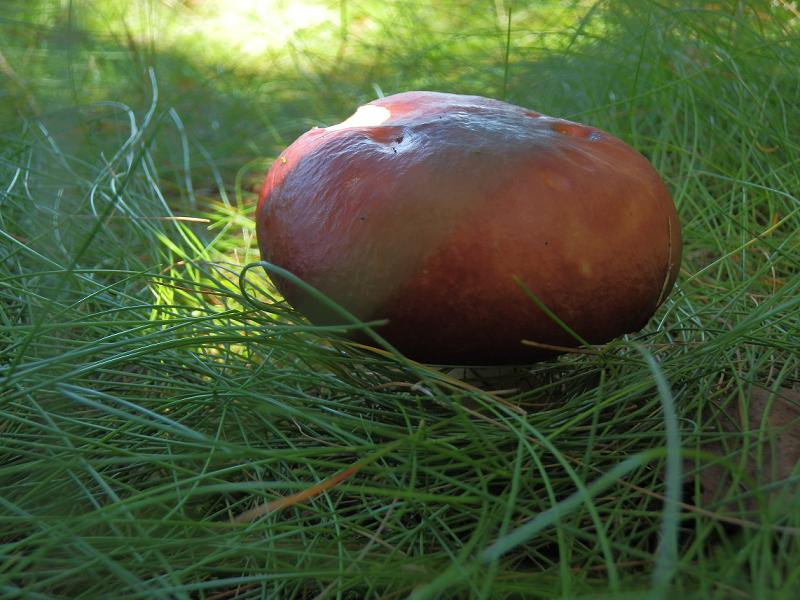 Russula paludosa_1.JPG