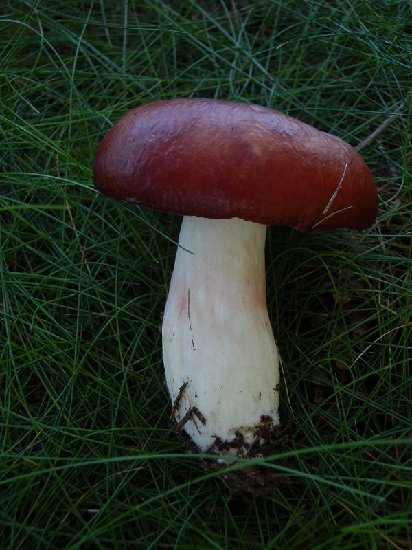 Russula paludosa_2.JPG