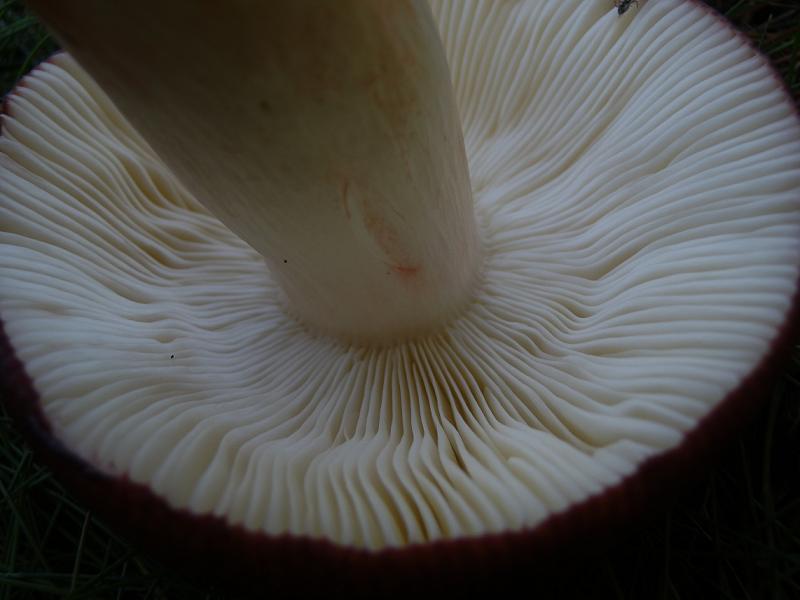 Russula paludosa_5.JPG