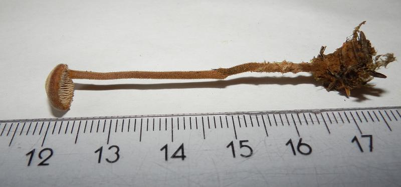 Auriscalpium vulgare_1.jpg