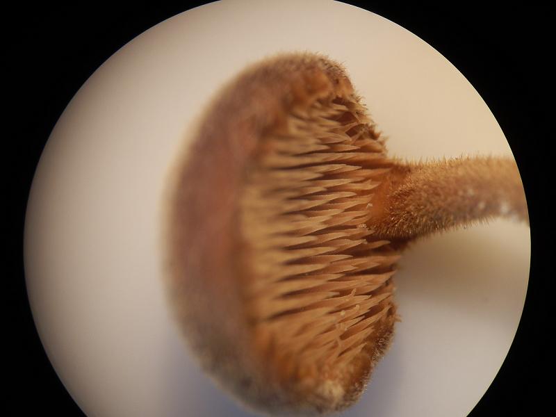 Auriscalpium vulgare_5.jpg