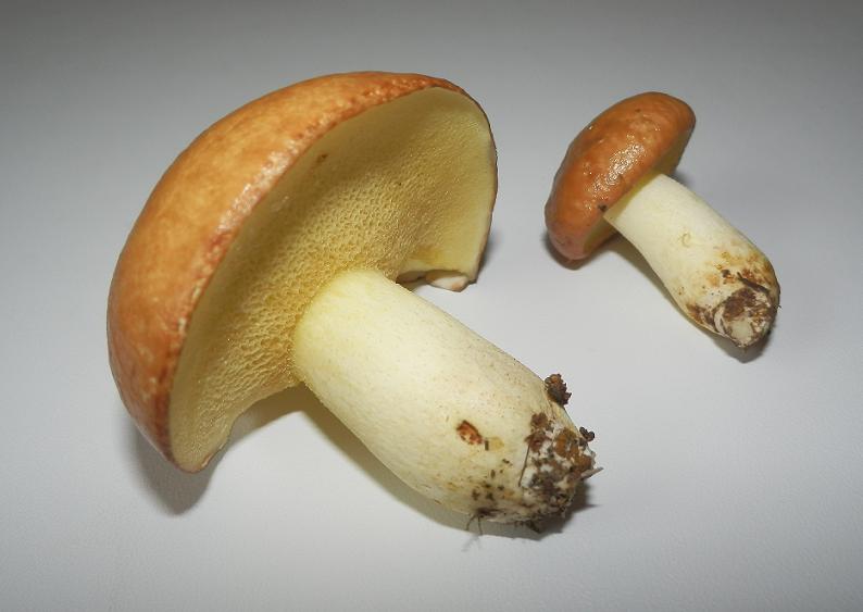 Suillus granulatus_1.jpg