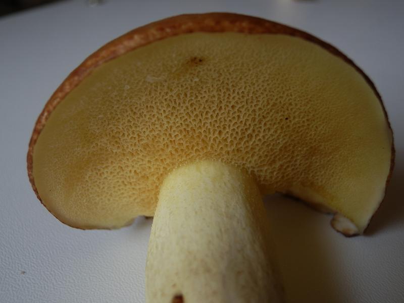 Suillus granulatus_3.jpg
