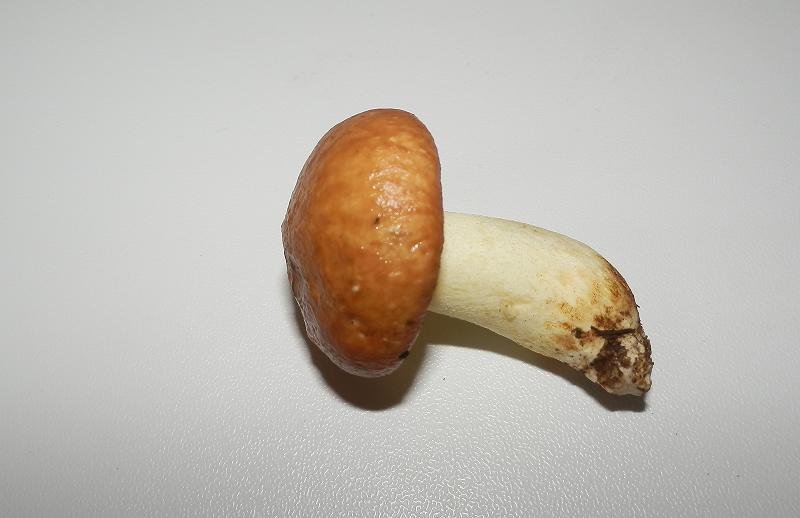 Suillus granulatus_8.jpg