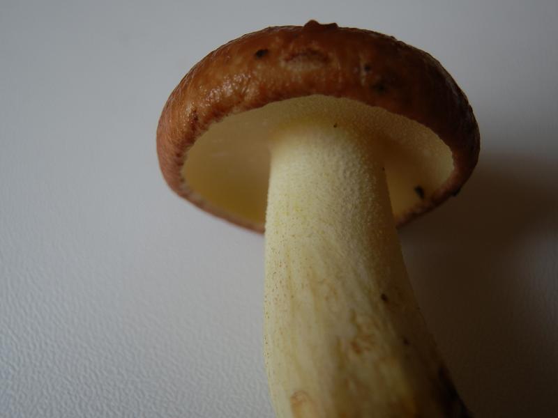 Suillus granulatus_4.jpg