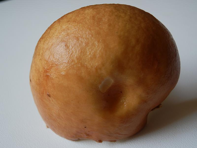 Suillus granulatus_5.jpg