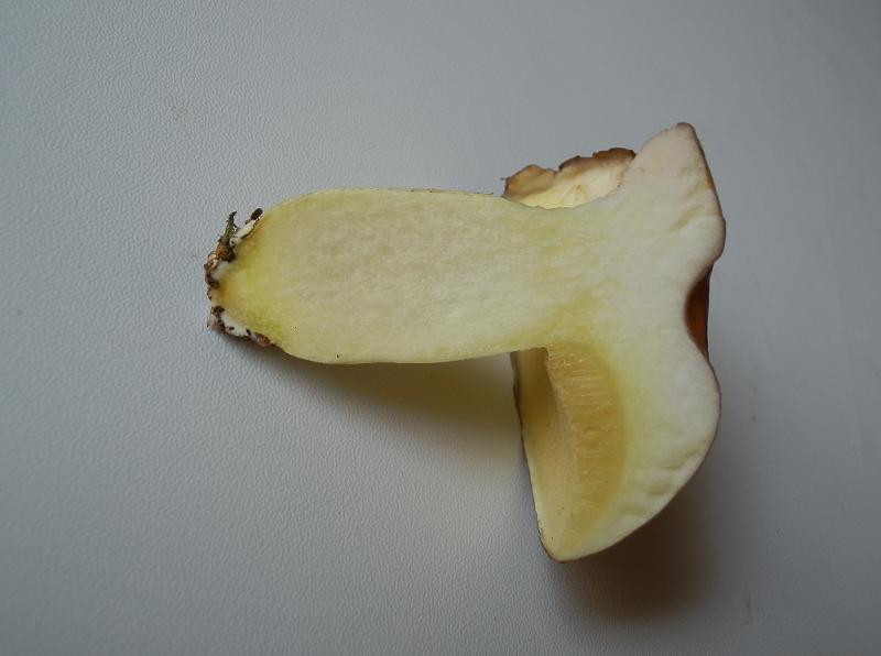 Suillus granulatus_6.jpg