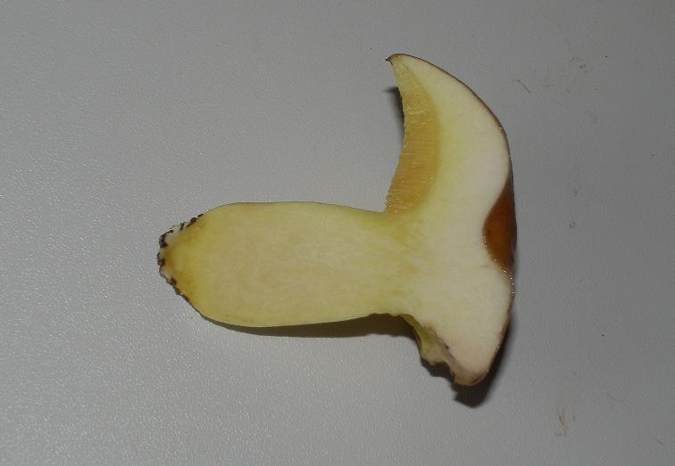 Suillus granulatus_7.jpg