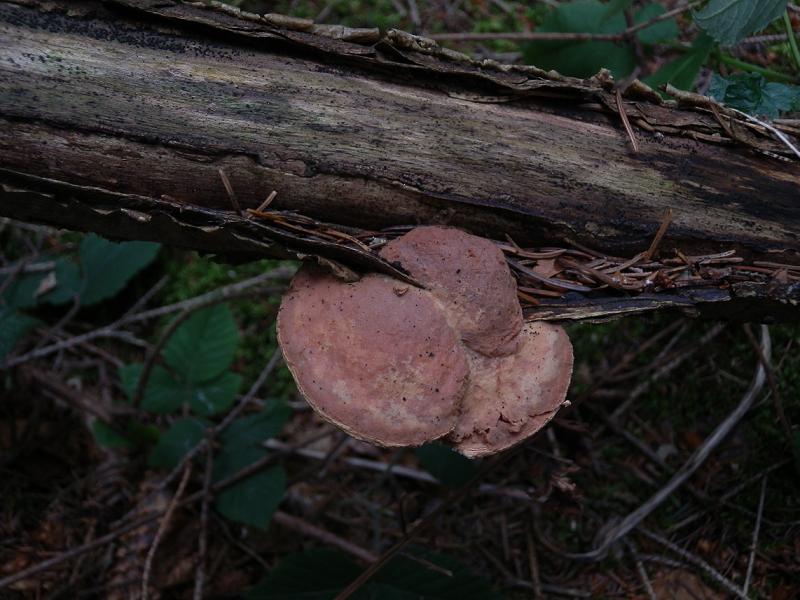 Hapalopilus rutilans_1.jpg