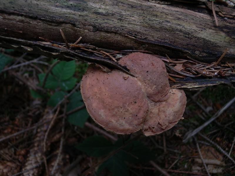 Hapalopilus rutilans_1.1.jpg