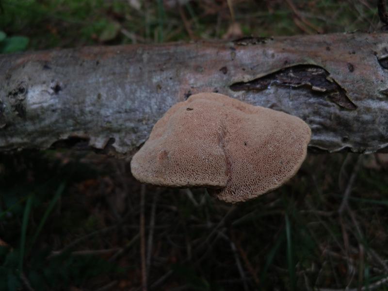 Hapalopilus rutilans_1.2.jpg