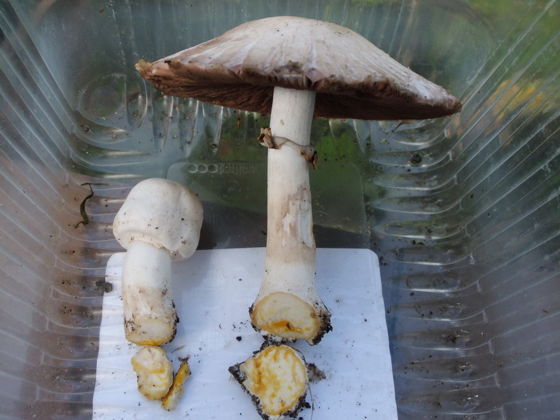 Agaricus xanthoderma4.JPG