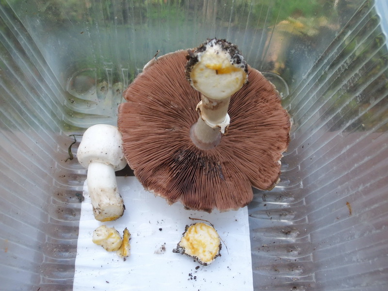 Agaricus xanthoderma 6.JPG