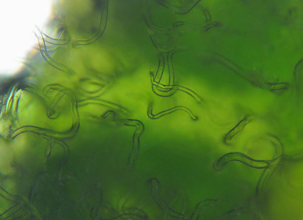 Mehltau mikroskopisch (6,3x Objektiv)