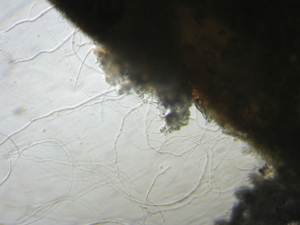 Hyphen an einem Blattkrümel