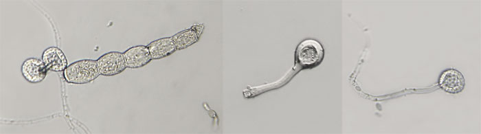 Erysiphe cf. ulmaria