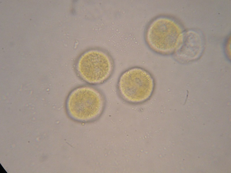 1000er Rennhaus (1).JPG