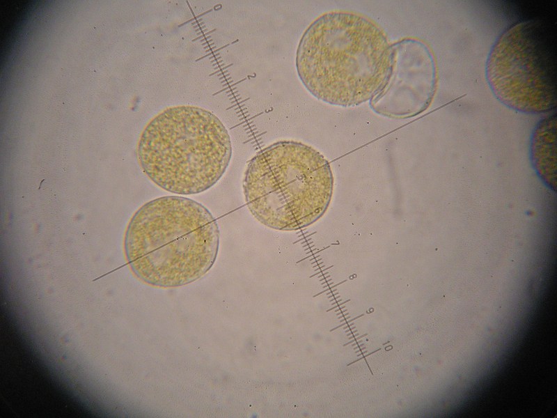 1000er Rennhaus (2).JPG