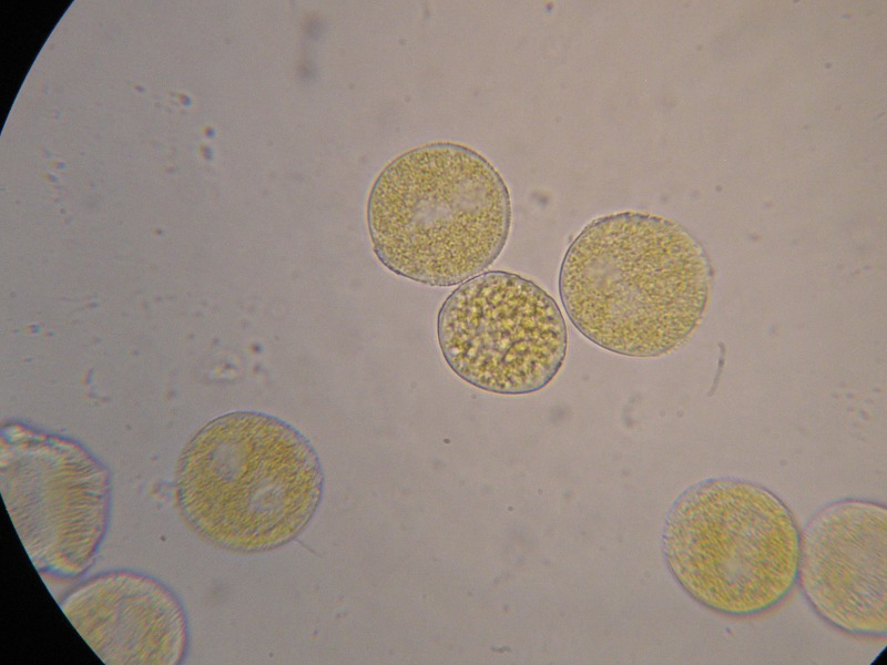 1000er Rennhaus (3).JPG