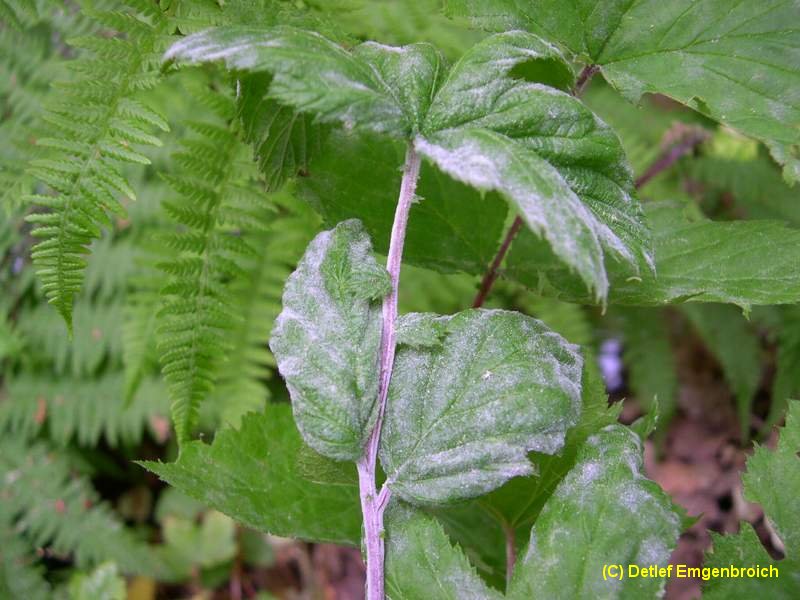 2-Podosphaera spiraeae-2.2.3.1c.2.47a.JPG