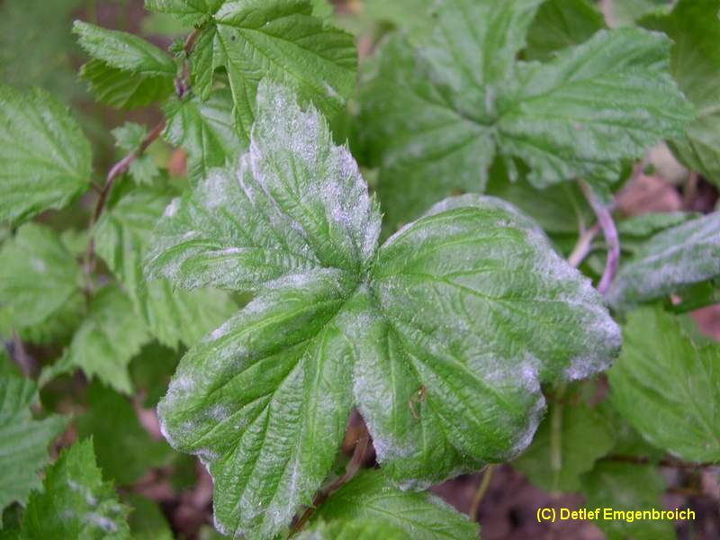 2-Podosphaera spiraeae-2.2.3.1c.2.47b.JPG