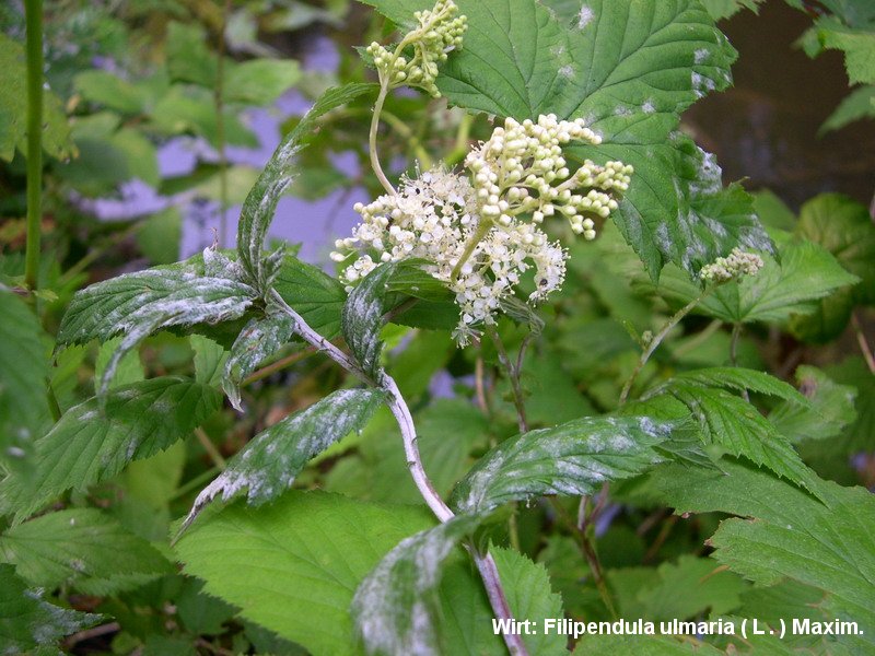 2-Podosphaera spiraeae-2.2.3.1c.2.47c.JPG