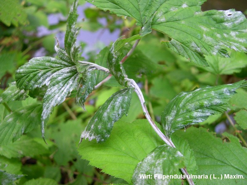 2-Podosphaera spiraeae-2.2.3.1c.2.47d.JPG