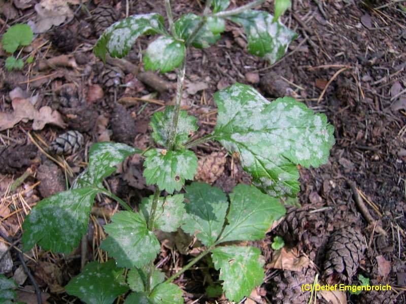 2-Podosphaera aphanis var. aphanis-2.2.3.1c.2.2d.JPG