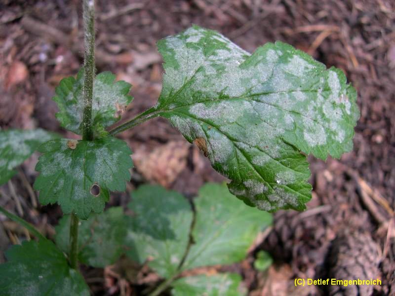 2-Podosphaera aphanis var. aphanis-2.2.3.1c.2.2e.JPG