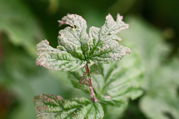 Echter Mehltau an Filipendula ulmaria