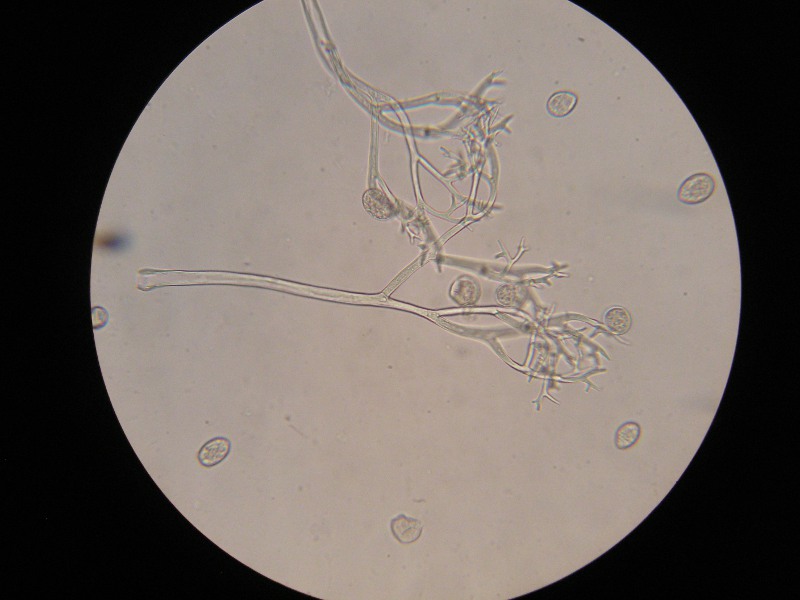 400er Rennhaus (1).JPG