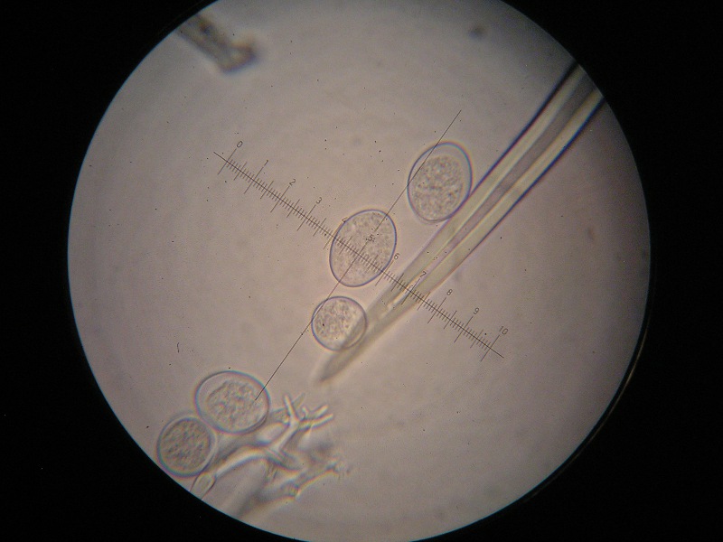 1000er Rennhaus (15).JPG