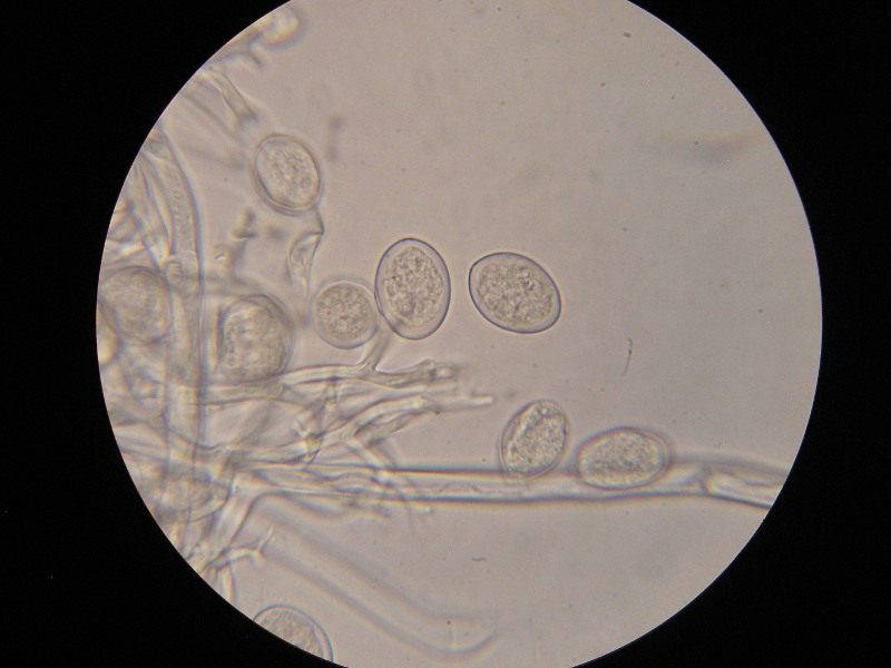 1000er Rennhaus (18).JPG