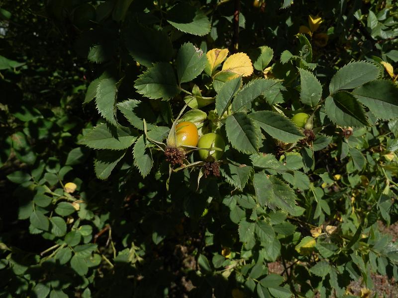 Hagebutte_1.JPG